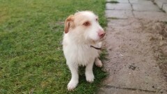 Poszukiwany właściciel widocznego na zdjęciu psa - AKTUALIZACJA: Zgłosił się właściciel psa.