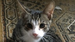 Poszukujemy osób chętnych do adopcji kotów.