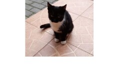 Poszukujemy osoby chętnej do adopcji kota widocznego na zdjęciu - Aktualizacja: znaleziono opiekuna kota 