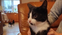 Poszukujemy osoby chętnej do adopcji kota widocznego na zdjęciu