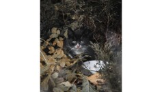 Poszukujemy osoby chętnej do adopcji  kotki widocznej na zdjęciu