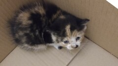 Poszukujemy właściciela lub osoby chętnej do adopcji znalezionej kotki 