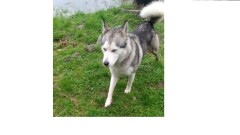 Poszukujemy właściciela psa widczonego na zdjęciu