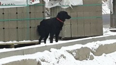 Poszukujemy właściciela psa widocznego na zdjęciu - AKTUALIZACJA: Odnaleziono właściciela