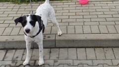 Ogłoszenie nieaktualne - Poszukujemy psa widocznego na zdjęciu