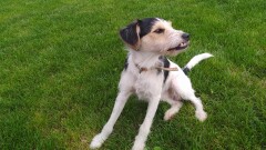 Poszukujemy właściciela psa widocznego na zdjęciu