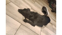 Poszukujemy właściciela psa widocznego na zdjęciu lub osoby chętnej do jego przygarnięcia 