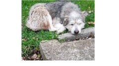 Poszukujemy właściciela psa widocznego za zdjęciu 