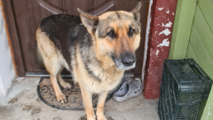 Poszukujemy właściciela widocznego na zdjęciu psa - AKTUALIZACJA odnaleziono właściciela