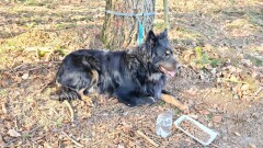 Poszukujemy właściciela widocznego na zdjęciu psa