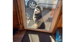 Poszukujemy właściciela widocznego na zdjęciu psa, który znajduje sie w m. Kraskowo - NIEAKTUALNE