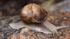 Pozyskanie ślimaka winniczka na Warmii i Mazurach wstrzymane.