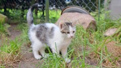 Urząd Miasta i Gminy w Młynarach poszukuje osób chętnych do adopcji kotów.