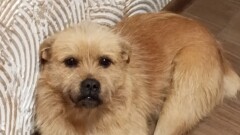 Urząd Miasta i Gminy w Młynarach poszukuje widocznego na zdjęciu psa