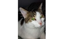 Urząd Miasta i Gminy w Młynarach poszukuje widocznej na zdjęciu kotki