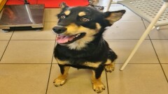 Urząd Miasta i Gminy w Młynarach poszukuje właściciela psa.