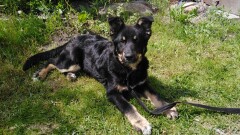 Urząd Miasta i Gminy w Młynarach poszukuje właściciela widocznego na zdęciu psa