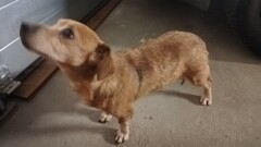 Urząd Miasta i Gminy w Młynarach poszukuje właściciela widocznego na zdjęciu psa