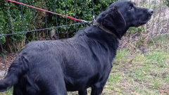 Urząd Miasta i Gminy w Młynarach poszukuje właściciela widocznego na zdjęciu psa