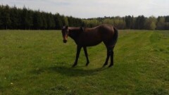 Urząd Miasta i Gminy w Młynarach poszukuje właściciela widocznego na zdjęciach konia.