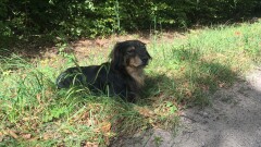 Urząd Miasta i Gminy w Młynarach poszukuje właściciela widocznego na zdjęciu psa.