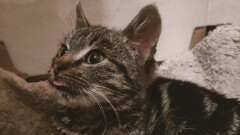 Urząd Miasta i Gminy w Młynarach poszukuje właściciela widocznego na zdjęciu kota. 