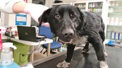 Urząd Miasta i Gminy w Młynarach poszukuje właściciela widocznego na zdjęciu psa - AKTUALIZACJA: Zgłosił się właściciel psa. 