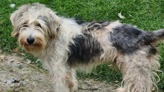 Urząd Miasta i Gminy w Młynarach poszukuje właściciela widocznego na zdjęciu psa.