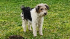 Urząd Miasta i Gminy w Młynarach poszukuje właściciela widocznego na zdjęciu psa.