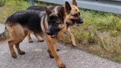 Urząd Miasta i Gminy w Młynarach poszukuje właściciela widocznych na zdjęciu psów.