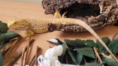 WARSZTATY "EGZOTYCZNA PODROŻ"