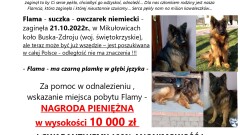 Właściciel poszukuje zaginionego owczarka niemieckiego