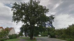 Wybieramy imię przyszłemu pomnikowi przyrody – ankieta.