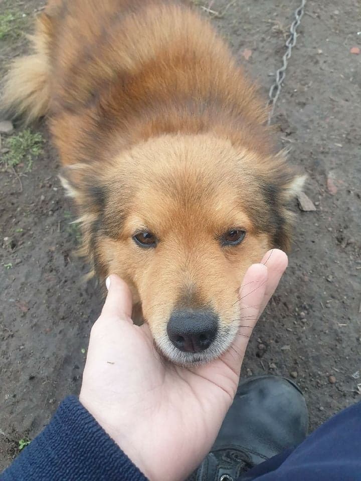 Uwaga! Zaginał pies