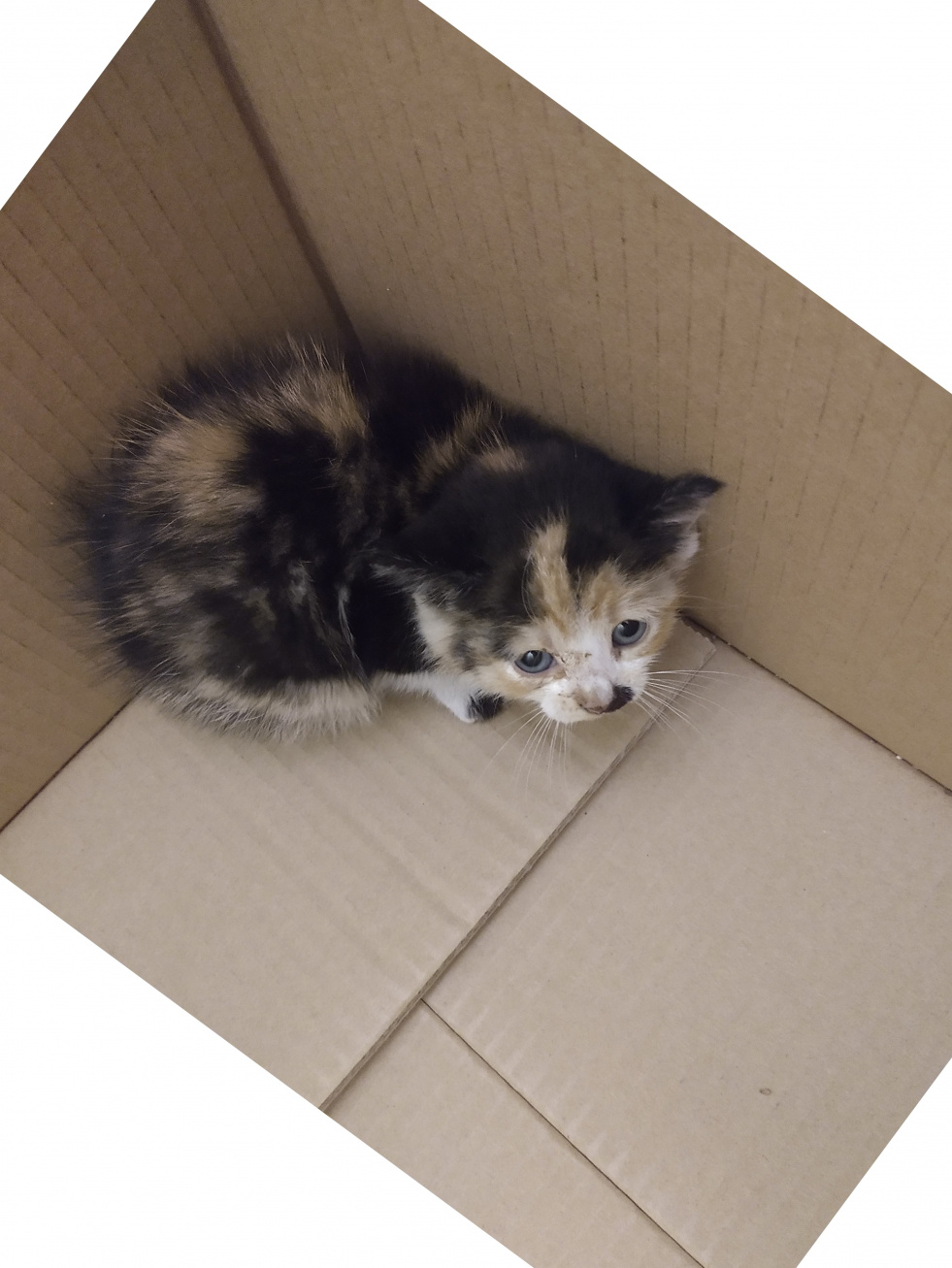 Poszukujemy właściciela lub osoby chętnej do adopcji znalezionej kotki