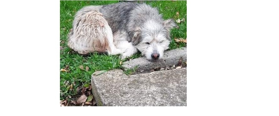 Poszukujemy właściciela psa widocznego za zdjęciu